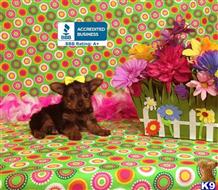 yorkshire terrier puppy posted by little paws kennel